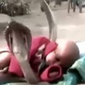 Increíble, un bebé rodeado por 4 cobras venenosas
