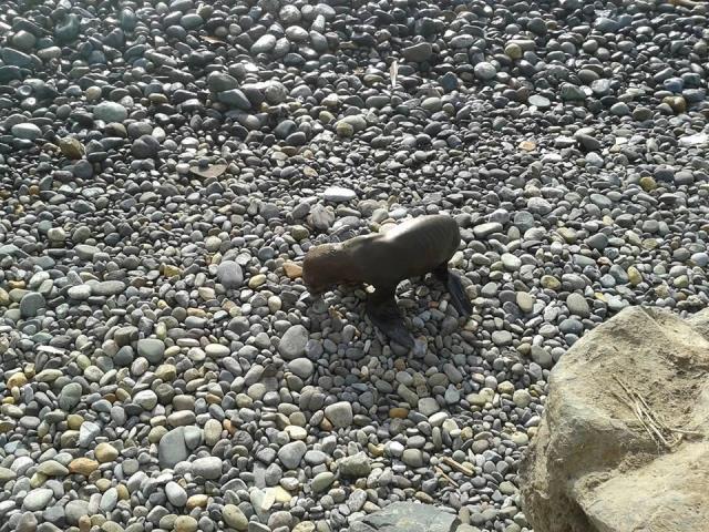 Lobo de mar cachorro quedó varado en playa Barranquito Lobo de mar cachorro quedó varado en playa Barranquito