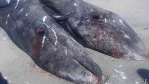 Hallan en México ballenas siamesas unidas por el vientre Hallan en México ballenas siamesas unidas por el vientre