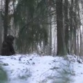 Broma de ataque de un oso es viral en YouTube
