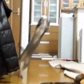 Espectaculares atajadas de este gato "arquero"