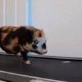 Mira al cerdito que enseña como mantenerse en forma para el verano