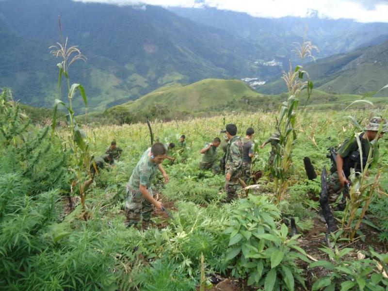 Policía quema 65 mil plantones de marihuana Policía quema 65 mil plantones de marihuana