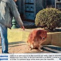 Muere el Hachiko argentino que llevaba 9 años en la tumba de su dueño