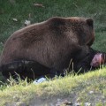 Terrorífico momento en que un hombre es atacado por un oso