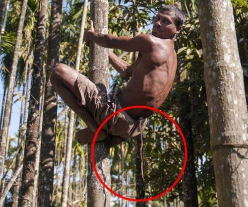 India: Hombre que tiene cola es adorado bajo la creencia de que es un dios India: Hombre que tiene cola es adorado bajo la creencia de que es un dios