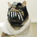 BANECAT es la nueva sensación de internet. Convertido en viral el alter-ego felino y enemigo de Batman regresa al acecho.