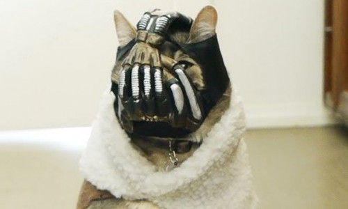 VIDEO: El retorno de Bane el gato es sensación en YouTube VIDEO: El retorno de Bane el gato es sensación en YouTube