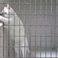 Gato intentando abrir la jaula.