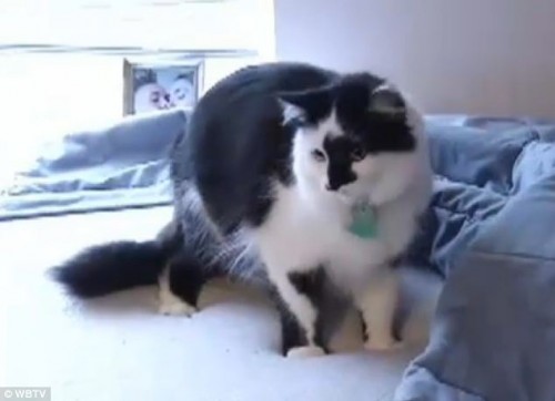 VIDEO: Gato secuestra a familia y policía intervino en rescate VIDEO: Gato secuestra a familia y policía intervino en rescate