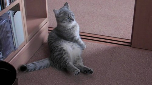 VIDEO: La adorable petición de un gato para que le den desayuno VIDEO: La adorable petición de un gato para que le den desayuno