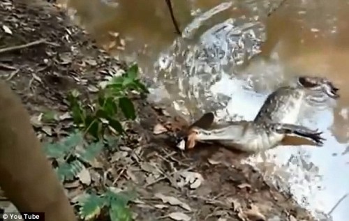VIDEO: ¿Qué le ocurre a un caimán cuando muerde a una anguila eléctrica? VIDEO: ¿Qué le ocurre a un caimán cuando muerde a una anguila eléctrica?