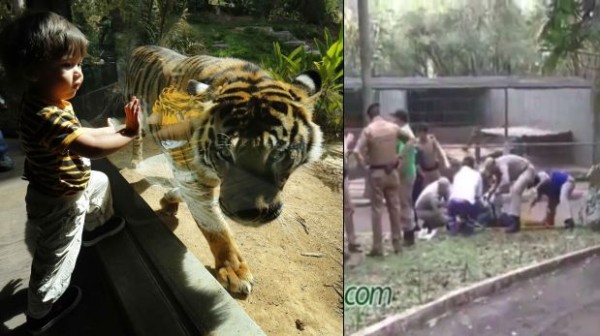 Tigre le arranca el brazo a un niño en zoológico de Brasil.