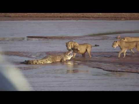 Captan feroz lucha por una presa entre un cocodrilo y leones