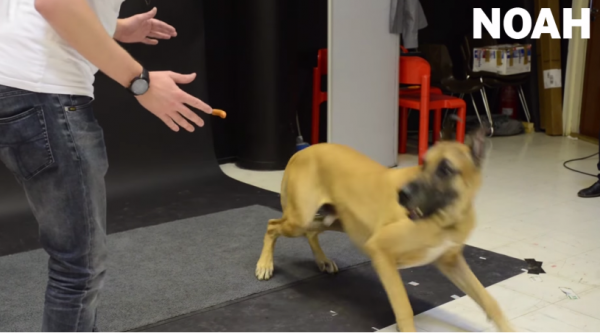 ¿Cómo reaccionan los perros al ver un truco de magia?