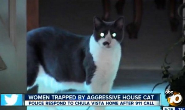 Gato tuvo secuestradas a sus dueñas en Estados Unidos. (Imagen: YouTube)