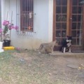 Cachorro de león casi mata del susto a un perro.