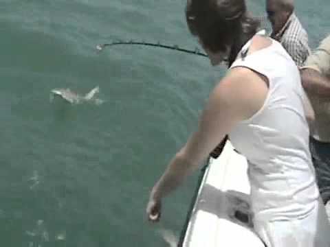 tiburón es devorado por un animal gigante