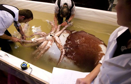 El calamar gigante