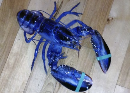 rare_blue_lobster_exce