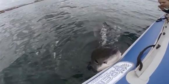 Enorme tiburón blanco ataca un bote 