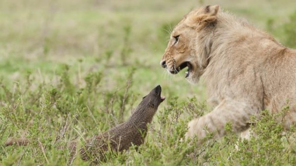 Pequeña mangosta escapa de morir enfrentando a 4 leonas.