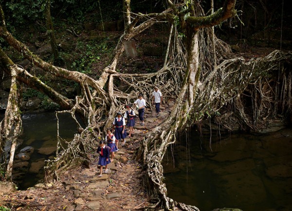 Alumnos viajando por medio de la selva y cruzando un puente hecho de raíces de los arboles, India