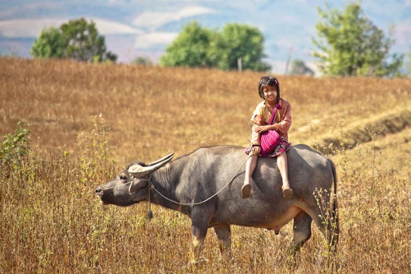 Niña montando un toro para ir a la escuela, Birmania