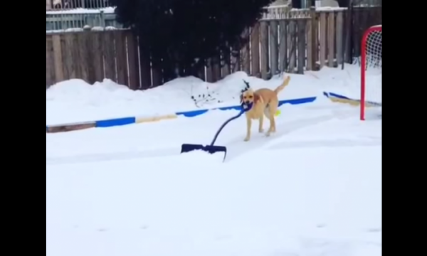 Elsa, provista de una pala, se encarga de retirar la nieve acumulada en una pista de hockey sin ayuda de nadie.