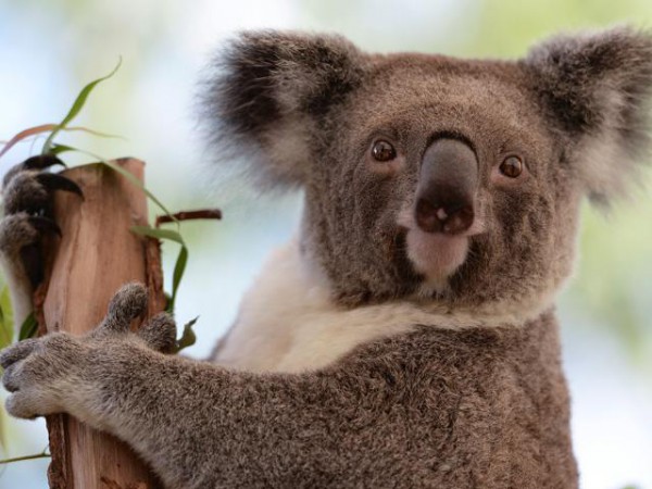 Indicaron que los koalas fueron capturados y sedados antes de ser sacrificados como parte de unas medidas similares a las adoptadas en esa jurisdicción en 2013 y 2014.