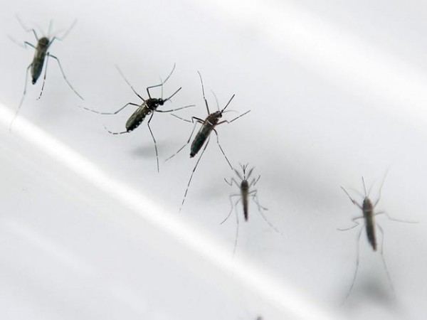 La probabilidad de ser picado por mosquitos podría estar hasta en nuestros genes, según el estudio realizado en gemelos.