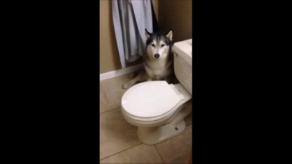 Video viral muestra como la mascota grita y hace ‘pataleta’ para no entrar a la ducha.