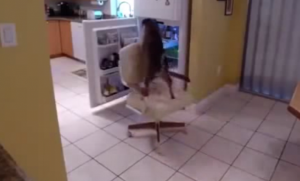 El perro que protagoniza este video de YouTube tiene una gran técnica para robar comida del refrigerador.