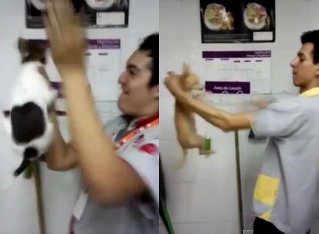 VÍDEO: Indignación por maltrato a animales en tienda de mascotas VÍDEO: Indignación por maltrato a animales en tienda de mascotas
