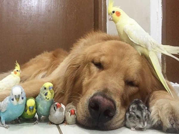 Un perro, un hámster y ocho pájaros demuestran que la amistad, entre animales, y sobre todo de distinta especie y tamaño, es posible.