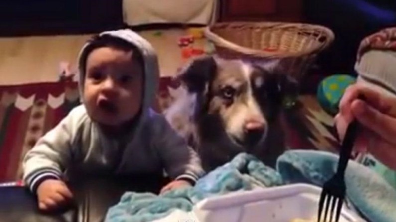 VIDEO: Perro dice ‘mamá’ antes que bebe VIDEO: Perro dice ‘mamá’ antes que bebe
