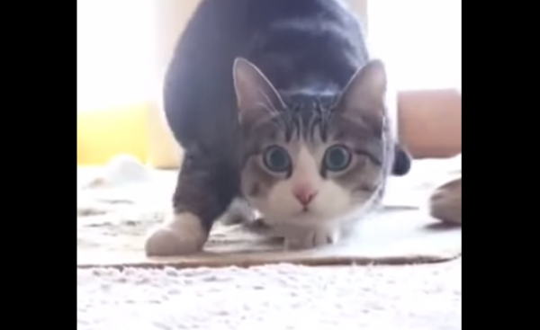 A pesar de lo corto del video, tan solo dura seis segundos, el felino logra robarse la atención de los internautas por sus sincronizados movimientos.