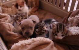 VÍDEO: perro que perdió a su madre es adoptado por gata en Michigan VÍDEO: perro que perdió a su madre es adoptado por gata en Michigan