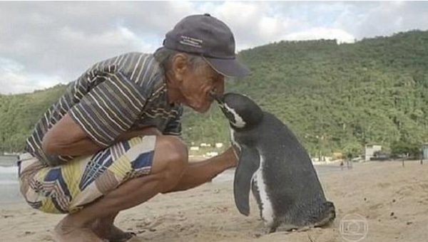 Años atrás el humilde pescador encontró al pingüino tendido entre las rocas, moribundo y cubierto de petróleo.