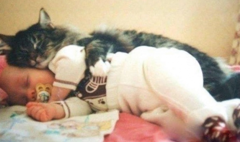 Esta es la razón por la cual los gatos duermen encima de sus humanos y no es lo que pensabas Esta es la razón por la cual los gatos duermen encima de sus humanos y no es lo que pensabas