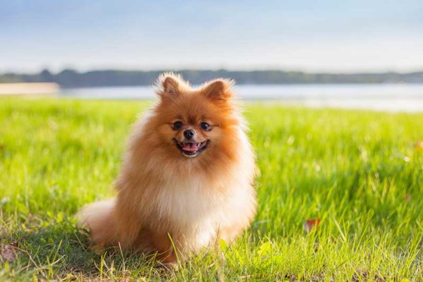 El pomerania, pomerano, o pomeranio también conocido como: Spitz enano alemán, Lulú de Pomerania, o pome es una raza canina de la familia Spitz