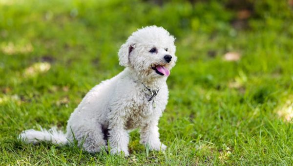 El bichón frisé es una raza canina pequeña y de compañía, notable por su pelaje blanco y esponjoso. Conocido por ser un perro alegre, activo e incansable.