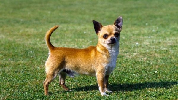 El Chihuahua razas de perros miniatura, es mejor conocido por ser la raza de perros más pequeña del mundo. 