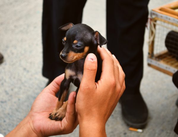 El Pinscher Miniatura es un perrito elegante con una complexión bastante robusta. Los adultos miden entre 25 y 30 cm y pesan 4-6 kilos