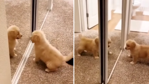 Pequeño perro ve por primera vez su reflejo en un espejo y su reacción asombra