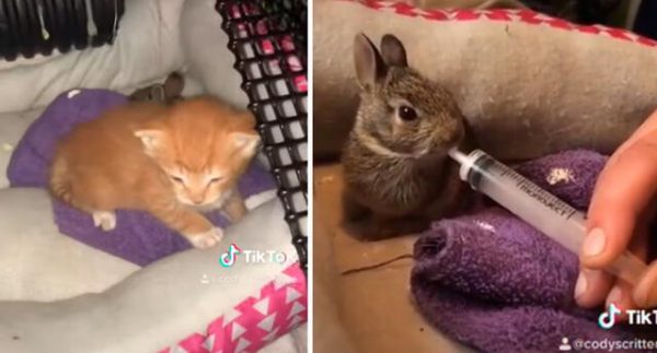 Gato y conejo rescatados conmueven con tierna escena