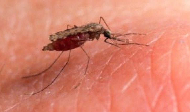 Un parásito mutante de la malaria amenaza al mundo