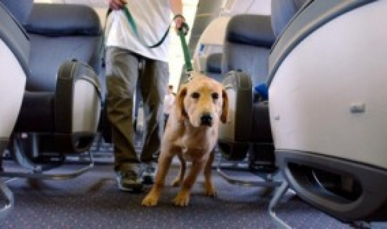 Pasajeros se niegan a volar por la expulsión del avión de un ciego y su perro guía