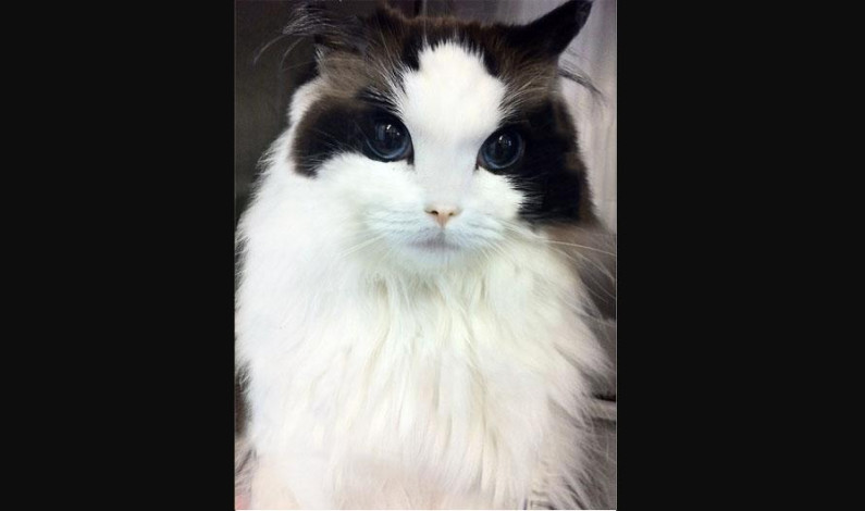 FOTOS: Conoce a los ocho gatos considerados los más lindos del mundo