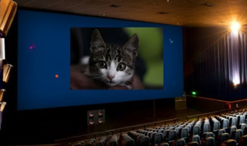 Cine respondió a usuario que denunció caída de gato en sala de Lima